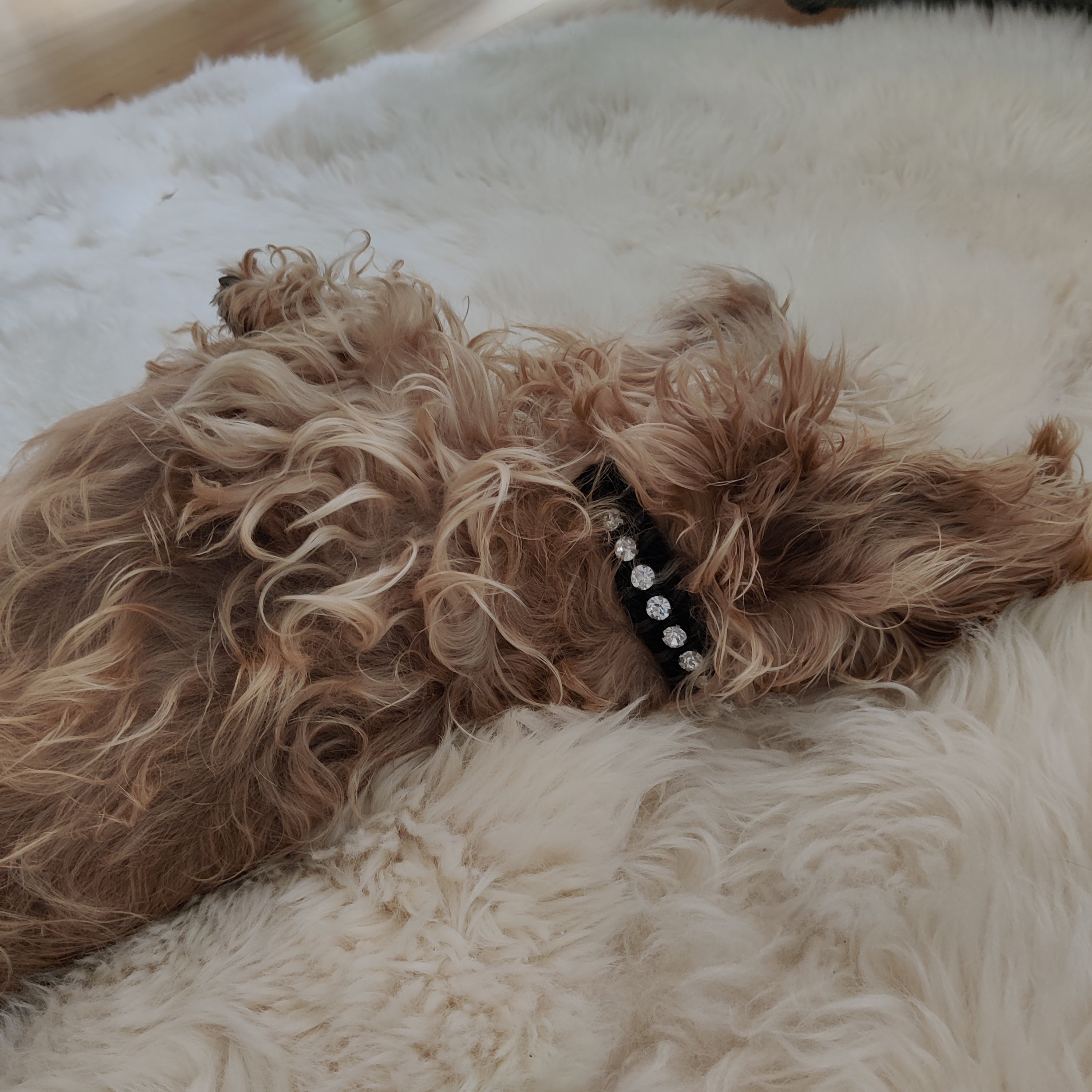 A dog collar with macramé design, featuring a combination of black, blue, and green cords, with diamond beads, displayed on a fluffy dachshund dog.