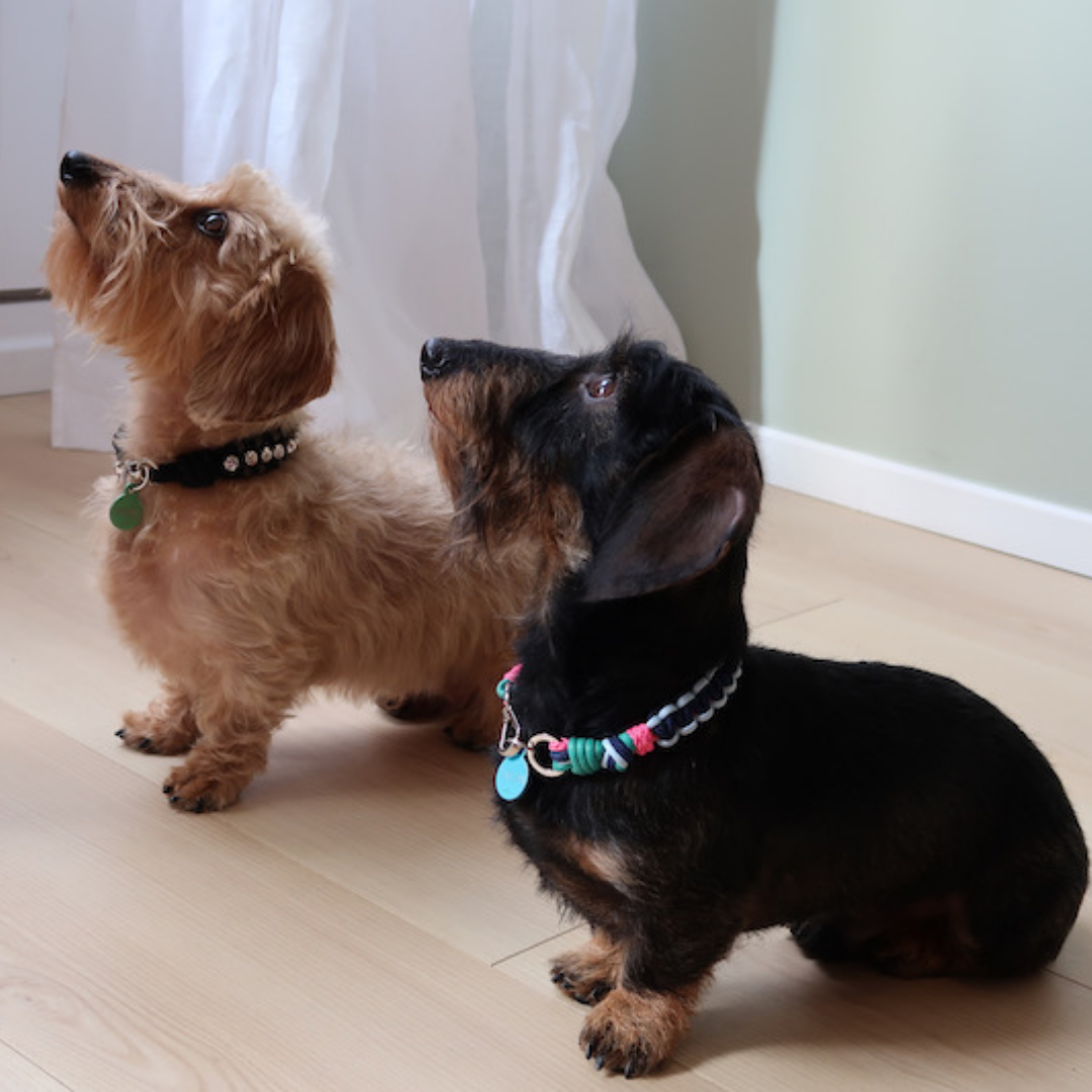 Two dachshunds wearing collars with tags on a light wooden floor.