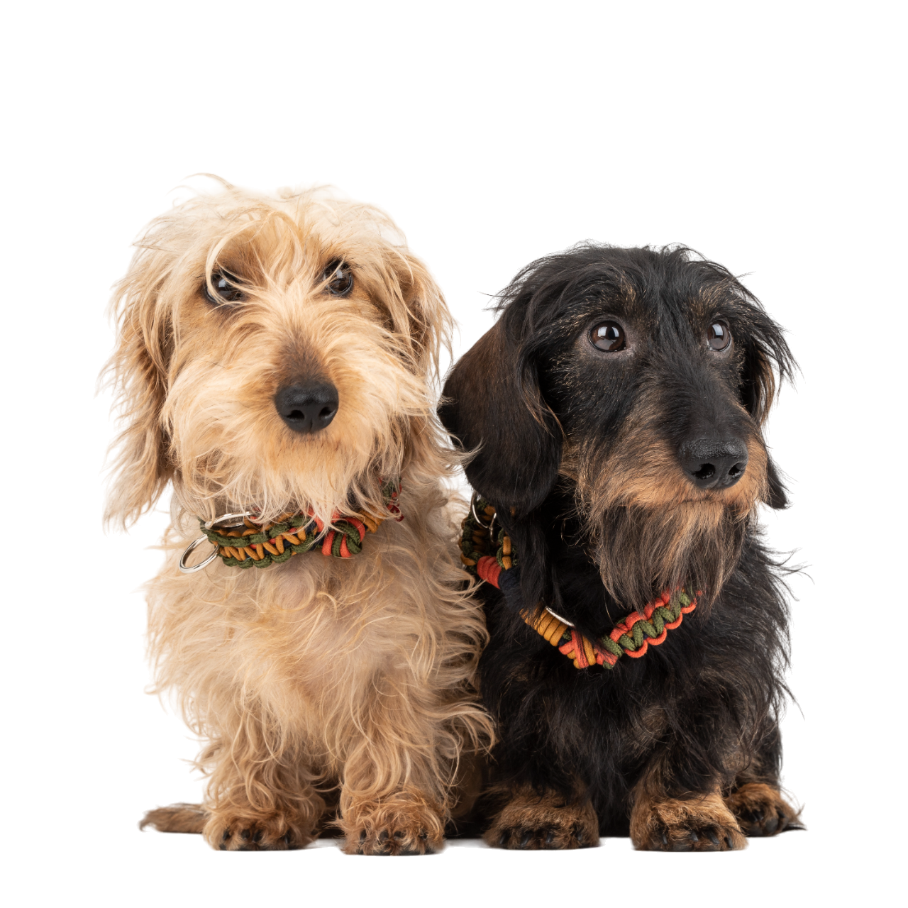Two dogs wearing a Tarzan Dog collar red, yellow and dark green