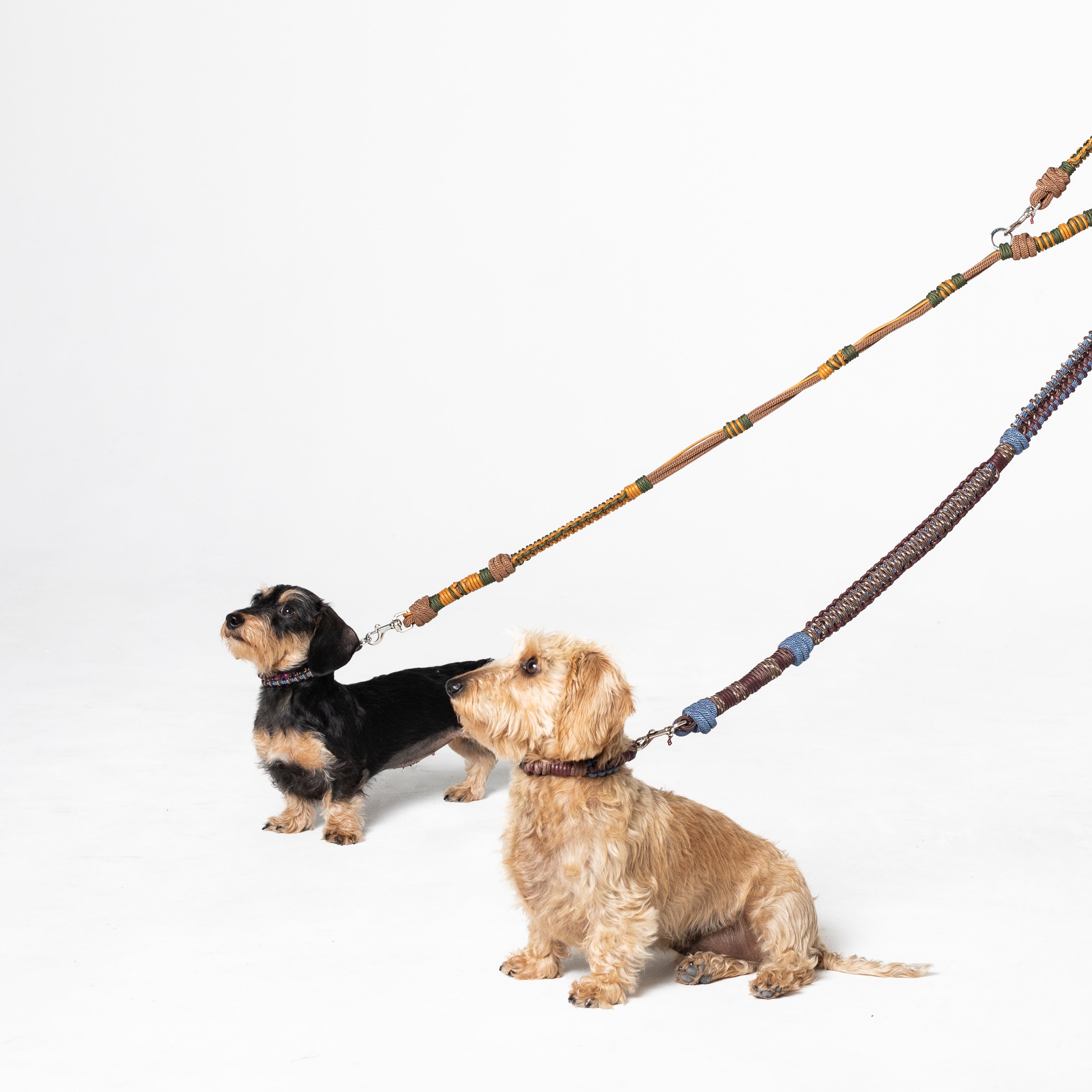 Two dogs with the dark green, dark yellow and brown Tarzan Dog leash, and the Brow and blue Watson dog leash
