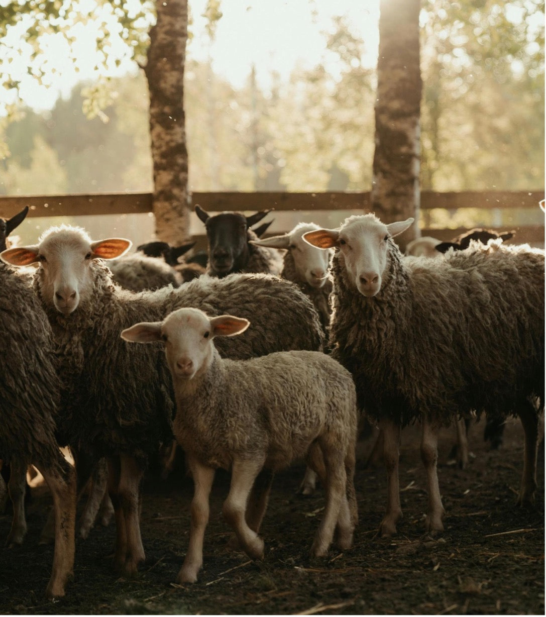 White sheep staring a the camera. 
