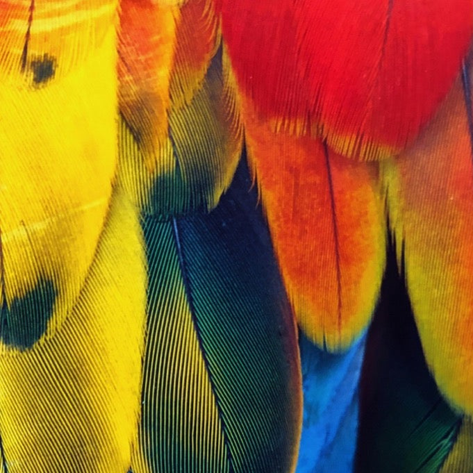 Close-up of colorful parrot feathers with red, yellow, and blue hues.