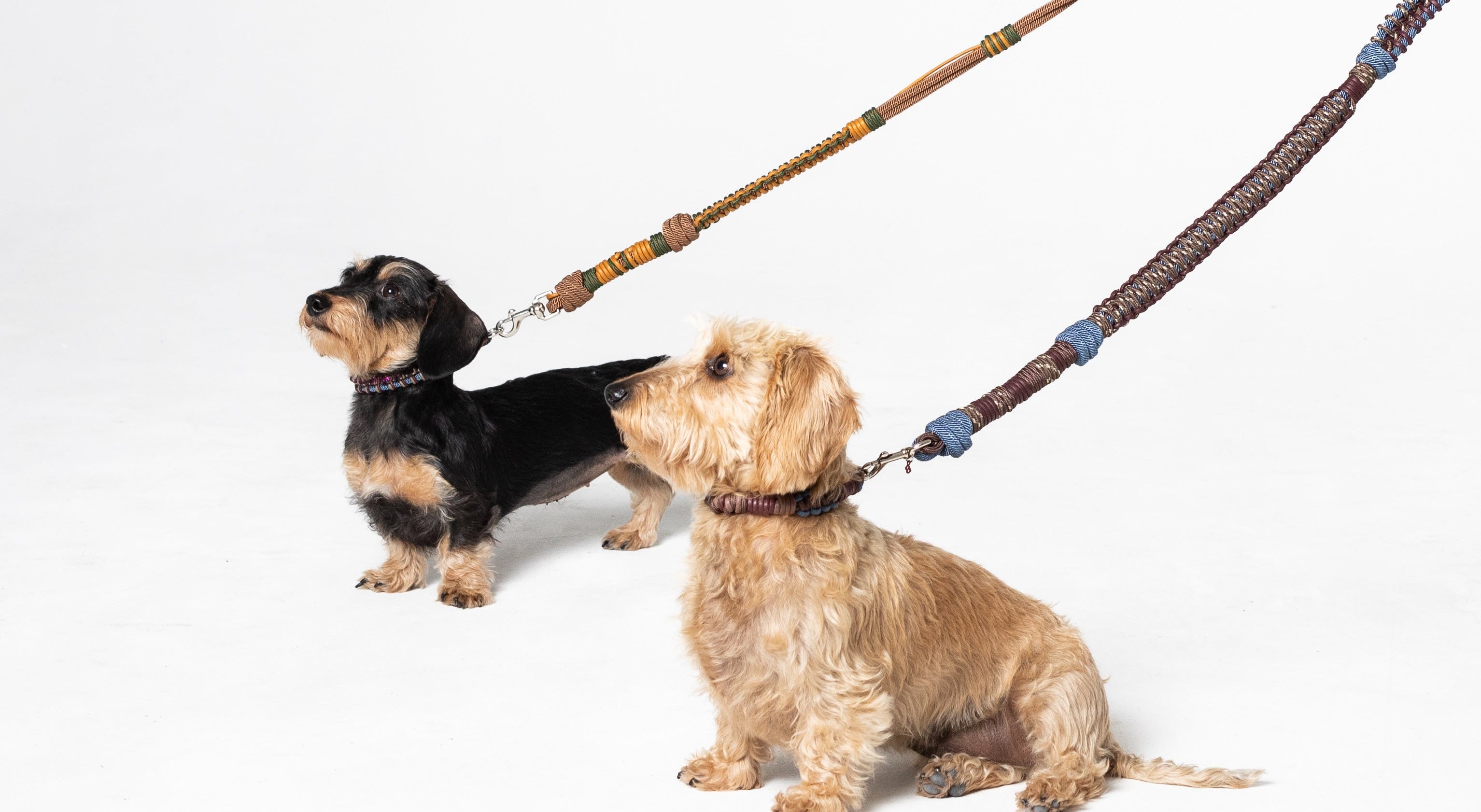 Two dogs modeling wearing the signature MY BOB dog leashes on a white background