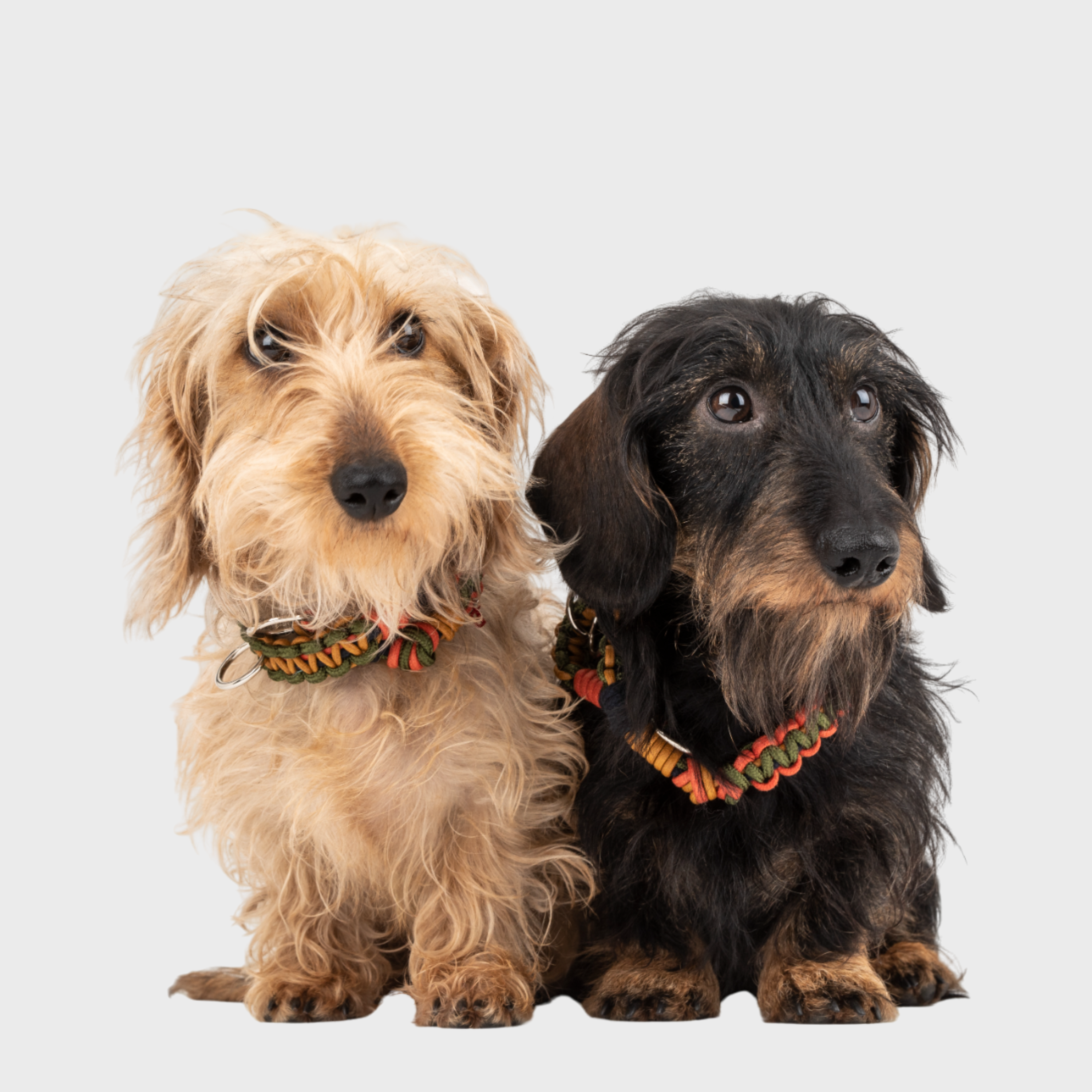 Two dogs wearing a tarzan dog collar red, yellow and green