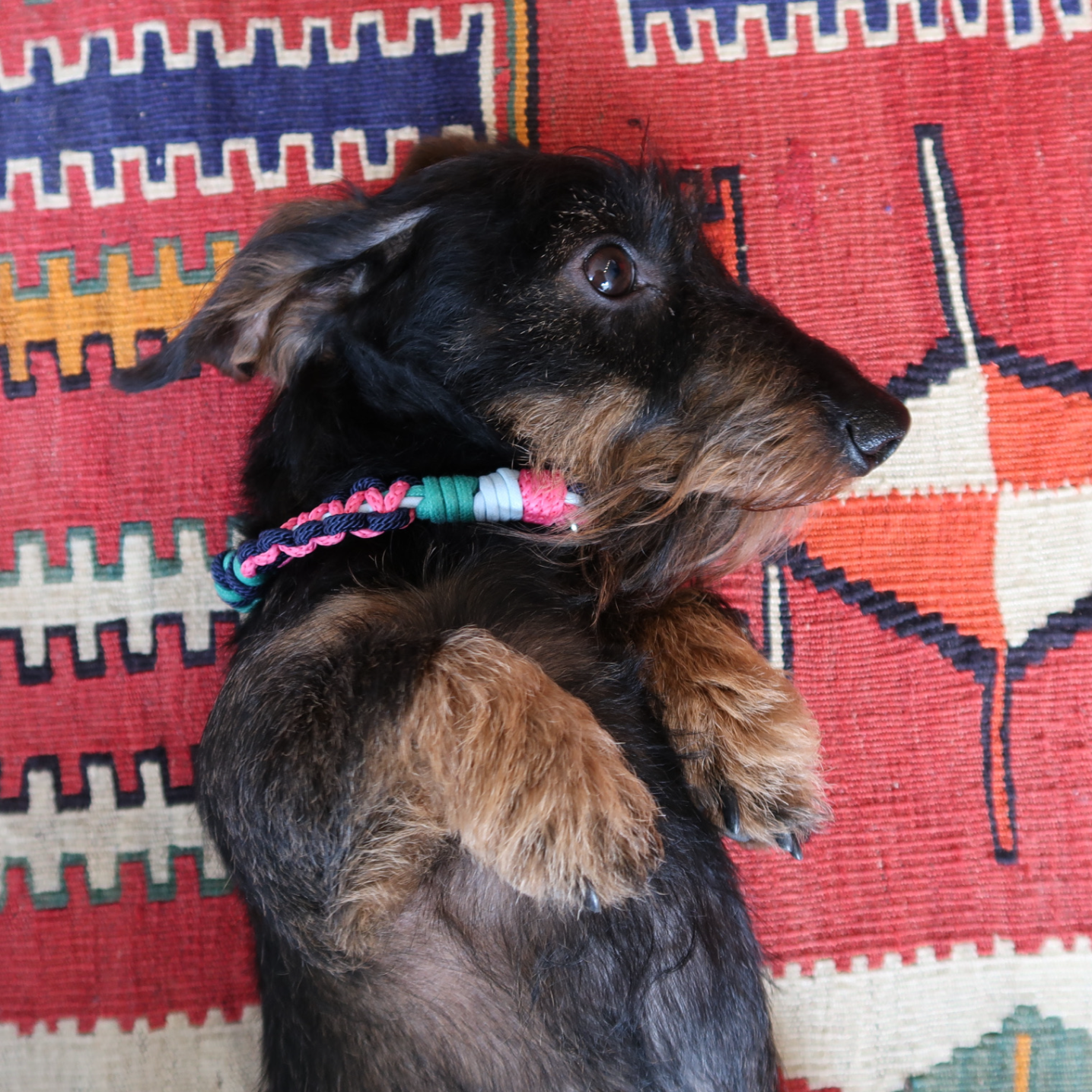 A dog with a bright pink, light blue and dark blue dog collar